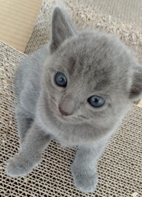 かわいいですか ロシアンブルー子猫28日目 あまりにも可愛すぎる Yahoo 知恵袋