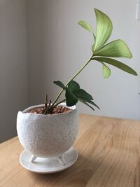 2ヶ月ほど前に買ったザミアが 最近になって 傾いてきました Yahoo 知恵袋