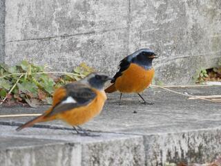 鳥の名前の質問です ジョウビタキを撮影したのですが 色が違います ジョウビタキ Yahoo 知恵袋