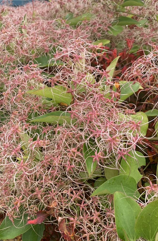 この花の名前を教えて下さい 街中で偶然見かけたのですが 面白い見た目で名前が知 Yahoo 知恵袋