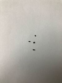 うちのオリーブの木の下に黒いまめのような虫のフンが沢山落ちています 見たと Yahoo 知恵袋