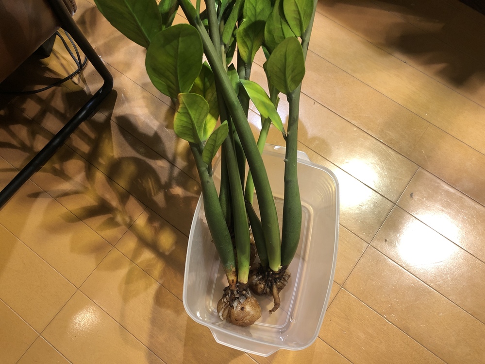 ザミオクルカスが根腐れしてしまい、このように腐った部分をとりました