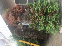 ゴールドクレスト 復活のさせ方 枯れてしまったゴールドクレストの Yahoo 知恵袋