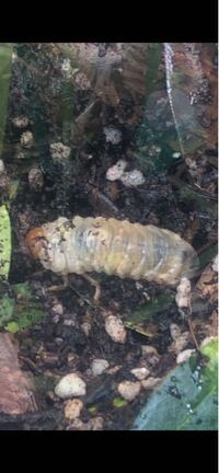 プランターの中にコガネムシ幼虫が 夏の間外に出していた観葉植物を部屋 Yahoo 知恵袋