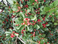 この赤い実がなっている木は何でしょうか クリスマスリースなどに Yahoo 知恵袋