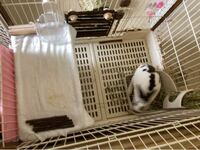 うさぎのケージの採点お願いします ケージの中を改装してみました 今までは Yahoo 知恵袋