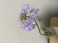 花屋で花の名前を聞くの忘れてしまいました シラーに似てますが 花弁の枚数とかが Yahoo 知恵袋