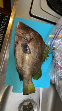 この魚何か分かりますか チヌでもキビレでもなさそうなんですが クロコショウ Yahoo 知恵袋