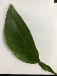 なんの木ですか 葉っぱは柑橘系の香りがします 棘があります Yahoo 知恵袋