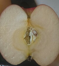 りんごを切ったら真ん中の部分が画像のようになっている事があります これはカビな Yahoo 知恵袋