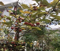 庭の桜の木が こんな赤い実を付けてました これってサクランボですか Yahoo 知恵袋