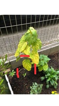 アナベルの挿し木について 6月にアナベルを挿し木しました こちらで 日陰に置い Yahoo 知恵袋