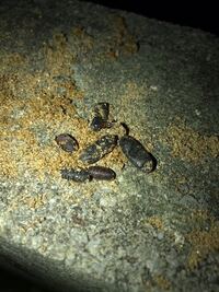 自宅の砂場から黒い卵のような物が出てきました 5mmから1cm Yahoo 知恵袋