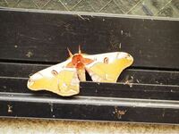 この可愛い蛾の名前を教えてください ヒメヤママユです Yahoo 知恵袋