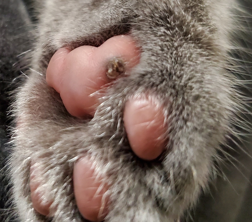 生後2ヶ月の猫を飼い始めたのですが肉球に黒く硬いイボみたいな物が 