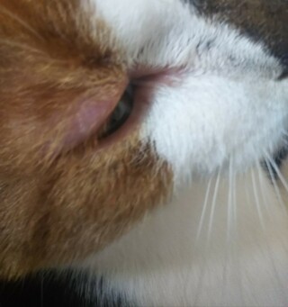 飼い猫の右上まぶただけ月1間隔で腫れ赤く ピンク なります 8月終わり Yahoo 知恵袋
