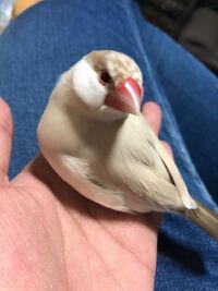 私はシナモン文鳥を去年ペットショップで購入しました 名前はちくわちゃ Yahoo 知恵袋