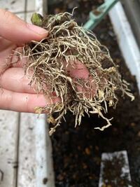 スナップえんどうの根こぶ病ってありますか 植え付ける時に一つだ Yahoo 知恵袋