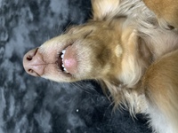 いま気がついたのですが愛犬の下唇 の部分が一部色素が薄くなってい Yahoo 知恵袋