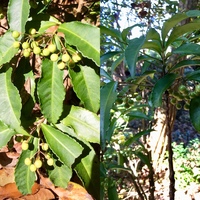 南天かと思いましたが 葉 実のつき方が違います 何の植物でしょうか 皆さ Yahoo 知恵袋