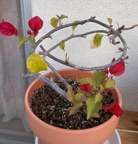 ブーゲンビリアの葉っぱに元気が無く 新芽が出ても そのうち縮れて黄色っぽくなっ Yahoo 知恵袋