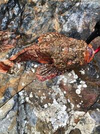 魚の名前教えて下さい オコゼだとはわかるのですが 何オコゼです Yahoo 知恵袋