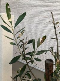 オリーブに詳しい方 玄関 北向き に植えているオリーブの木が腐っ Yahoo 知恵袋