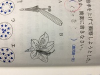 大根は双子葉類ですか 合っているか自信はありませんが 大根にな Yahoo 知恵袋