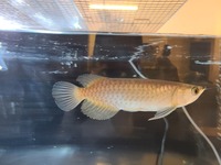 アジアアロワナのphについて 質問お願いします 紅龍を購入予 Yahoo 知恵袋