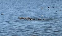 鴨の生態について教えて下さい。 今日大きな湖の周囲を散歩していたら、鴨が群れで浮いていたのですが、そのうちの20匹前後位の少し小さめの個体が密集し集団で行動していました。

先頭が潜るとみんな一斉に潜り出し、しばらくするとまたみんな浮かんできました。

これはどういった行動なのでしょうか？

他の群れの個体は適度な距離を保ち、潜るのもめいめい好きな時に潜っていましたが、なぜこの集団は一斉に潜...