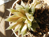 多肉植物のハオルチアが画像の状態なのですが どうすればきれいな色にな Yahoo 知恵袋