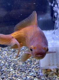 金魚が水槽の底にある石を 食べては吐き出すを繰返してます お腹が減ってる Yahoo 知恵袋