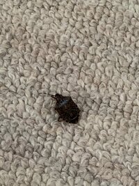 至急 部屋に黒いカメムシのような虫がでました 大きさは1 5センチ Yahoo 知恵袋