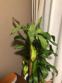 幸福の木が瀕死状態で 不幸の木になってしまっていたのですが Http Yahoo 知恵袋