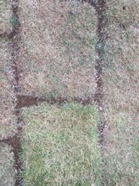 芝生のtm 9が全然綺麗な緑にならないのですが 伸びない芝生な Yahoo 知恵袋