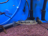 ブラックアロワナ キクラ ダトニオ ポリプテルス2匹を飼育するにはどのく Yahoo 知恵袋