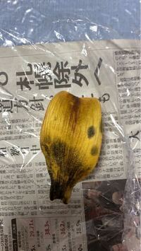 胡蝶蘭の水苔の取り替えについて特売で買ったミニ胡蝶蘭です 透明 Yahoo 知恵袋