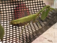 4日前ぐらいに捕まえたカマキリが捕まえたその日からほとんど餌を食べて Yahoo 知恵袋