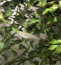 このめだかは尾ぐされ病でしょうか 3週間前からこんな感じですが Yahoo 知恵袋