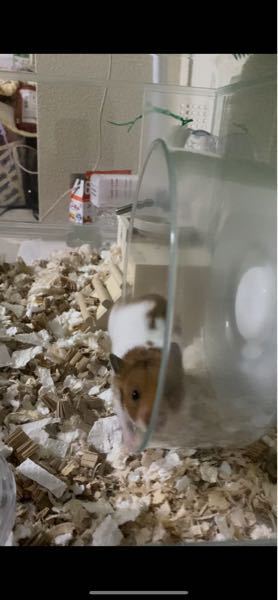 生後2ヶ月ほどのゴールデンハムスターが回し車で走っている時に踏み外し Yahoo 知恵袋