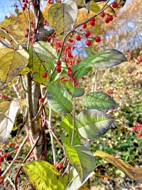 赤い実のなる木の名前を教えてください ウメモドキです Yahoo 知恵袋