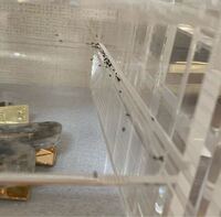 ワンピースについての質問です フランキーの師匠のトムさんの腕に太陽 Yahoo 知恵袋