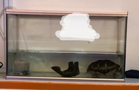 カメのことで質問です カメの水槽の水深はどれくらいがいいですか 本 Yahoo 知恵袋