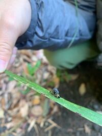 朝起きたら天井から尺取り虫のような幼虫がぶら下がっていました 真っ黒で Yahoo 知恵袋