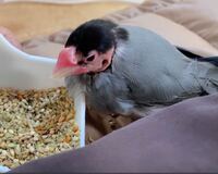文鳥に餌以外は与えてダメなんでしょうか 与えていけないものと与えてもいいも Yahoo 知恵袋