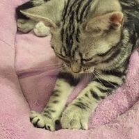 フミフミしない猫 よく猫が布団や飼い主の体をフミフミしてる動画を見ま Yahoo 知恵袋