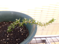 ローズマリーの育ちが悪い 全く伸びません 笑 昨年11月頃に 這性 Yahoo 知恵袋