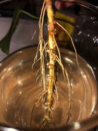 9月辺りからアボカドの水耕栽培をしているのですが 最近根が剥けて 割れて 緑 Yahoo 知恵袋