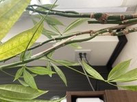 大切にしているパキラが折れてしまいました。ちぎれず折れたので添え木 