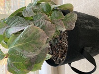 このアジサイのかかっている病気はなんでしょうか また 対処法をご教示 Yahoo 知恵袋